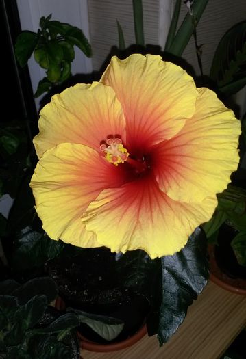 Apollo - Hibiscus