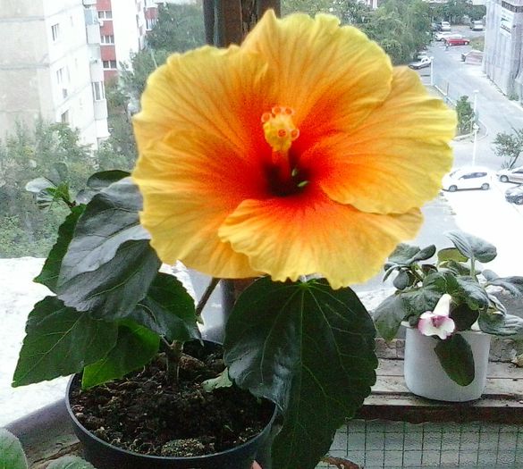  - Hibiscus