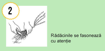 Trandafiri - cum plantam 2