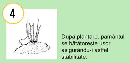 Trandafiri - cum plantam 4