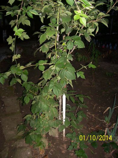 101_8839; de vinzare
