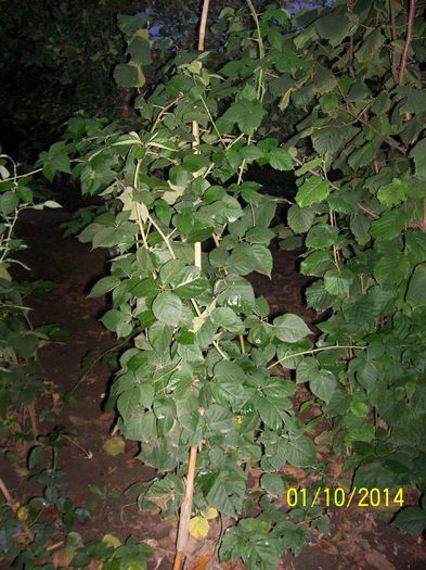 101_8840; de vinzare
