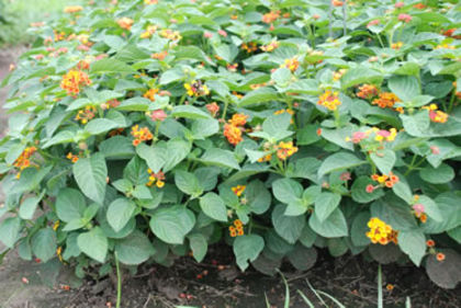 Lantana_Bandana_Red