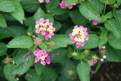 Lantana_Bandana_rose