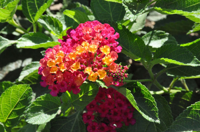 Lantana_Patriot_HotCountry_cls Lantana_Patriot_HotCountry_cls