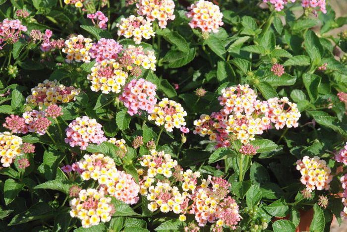 Lantana_SBeach_Coral_cls Lantana_SBeach_Coral_cls