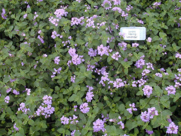 Lantana_Trailing_Lavender Lantana_Trailing_Lavender