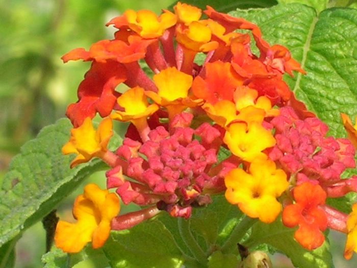 Lantana-camara-Orange-Red-Lantana-1024x768 Lantana-camara-Orange-Red-Lantana-1024x768