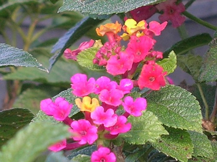 Lantana-camara-Purple-Lantana-1024x768 Lantana-camara-Purple-Lantana-1024x768