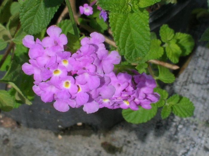 Lantana-montevidensis-Lavender-Trailing-Lantana-1024x768 Lantana-montevidensis-Lavender-Trailing-Lantana-1024x768