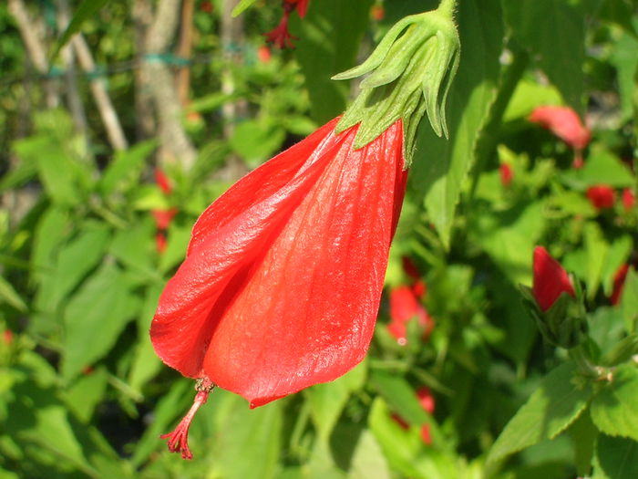 Malvaviscus-arboreus-var_-mexicanus-Turks-Cap1 Malvaviscus-arboreus-var_-mexicanus-Turks-Cap1