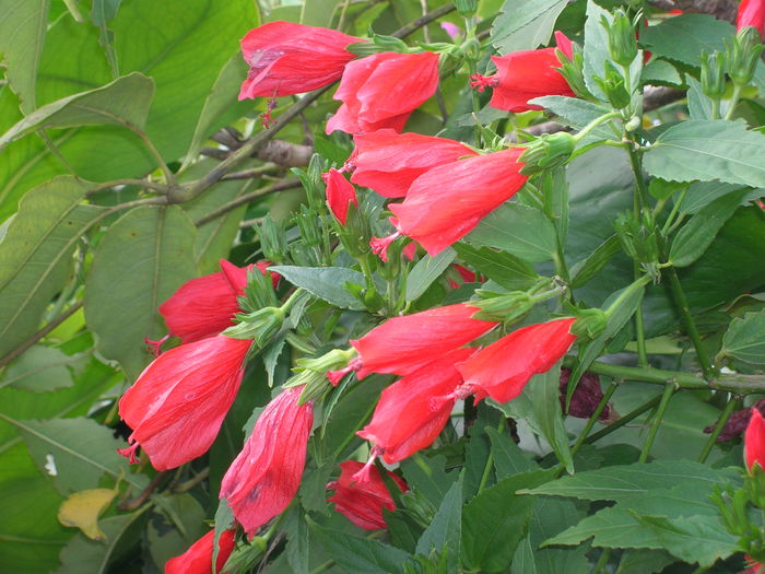 Malvaviscus-arboreus-var_-mexicanus-Turks-Cap2 Malvaviscus-arboreus-var_-mexicanus-Turks-Cap2