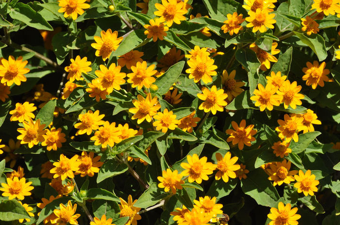 Melampodium_Derby_cls Melampodium_Derby_cls