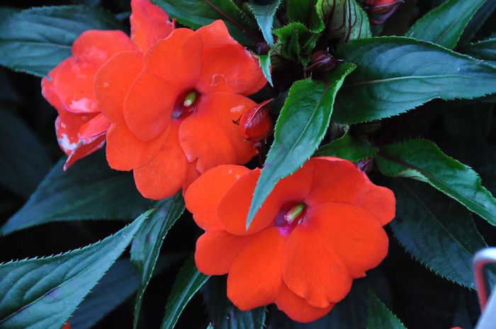 NewGuinea_Infinity_Scarlet NewGuinea_Infinity_Scarlet