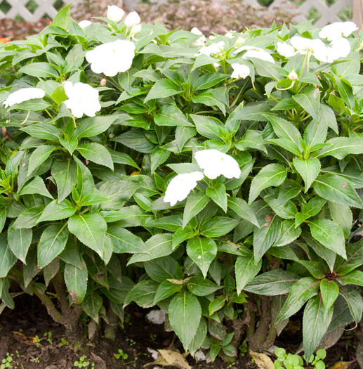 NewGuinea_Infinity_White NewGuinea_Infinity_White