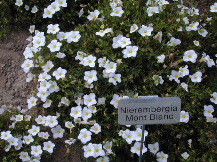 Nierembergia_MontBlanc - minuni ale naturii create de dumnezeu 8