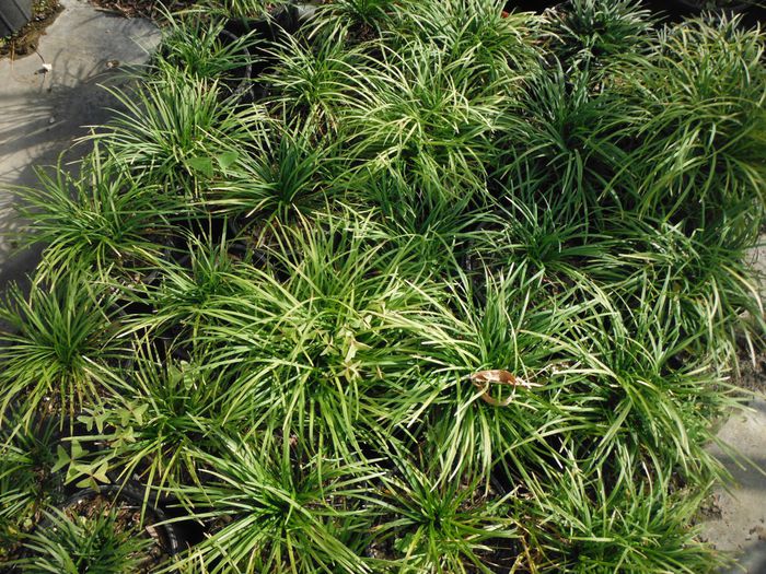 Ophiopogon-japonicusMondo-Grass-1024x768 - minuni ale naturii create de dumnezeu 8
