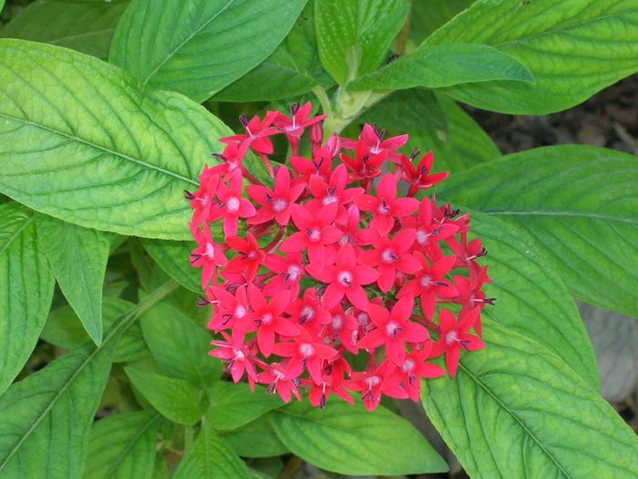 Pentas-lanceolata-Red-Pentas1-1024x768 Pentas-lanceolata-Red-Pentas1-1024x768