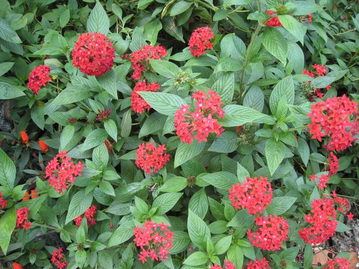 Pentas-lanceolataRed-Pentas2-1024x768 Pentas-lanceolataRed-Pentas2-1024x768