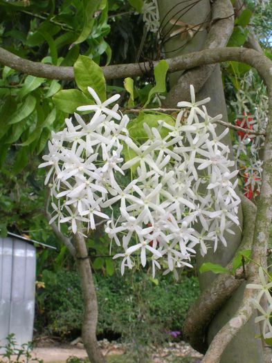 Petrea-volubilis-var_-albiflora-White-Queens-Wreath-768x1024 - minuni ale naturii create de dumnezeu 8