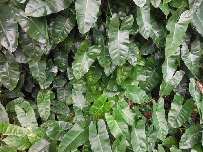 Philodendron-sp_-Burle-MarxBurle-Marx-Philodendron