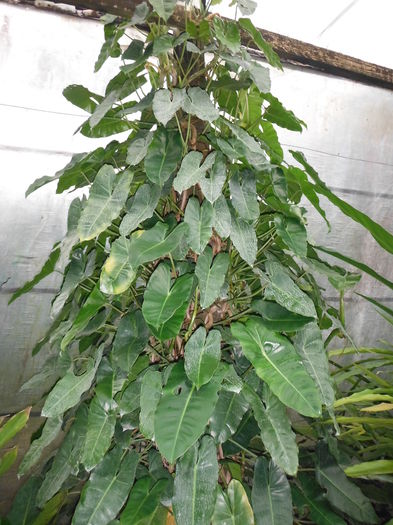Philodendron-sp_-Burle-MarxBurle-Marx-Philodendron4