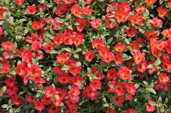 Portulaca_Pazazz_RedFlare - minuni ale naturii create de dumnezeu 8