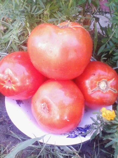 ROMANESTI DE ARAD - TOMATE ROMANESTI ARAD