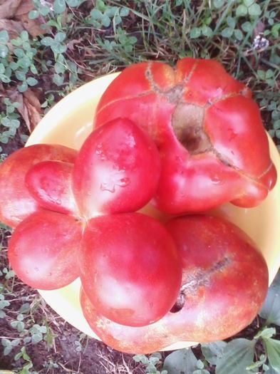 TOMATE BRANCOVENESTI