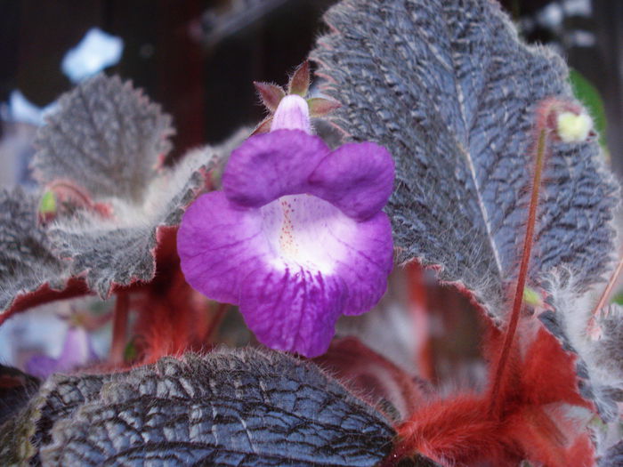 Eucodonia Adele (3-X-2014)1 - Gesneriaceae 2014