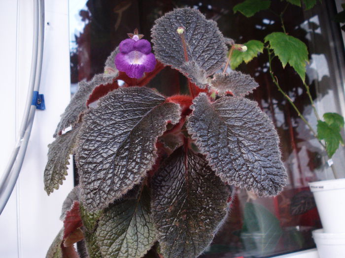 Eucodonia Adele(3-X-2014)2 - Gesneriaceae 2014