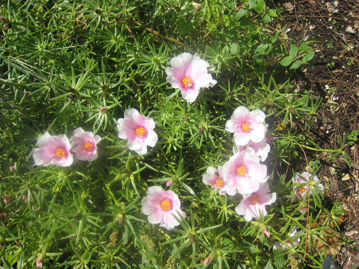 Portulaca-grandifloraMoss-Rose