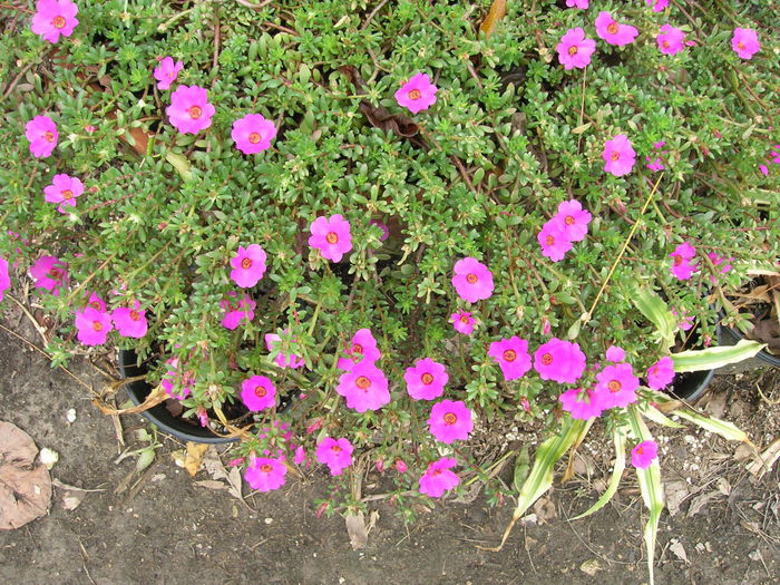 Portulaca-grandiflora-Moss-Rose1
