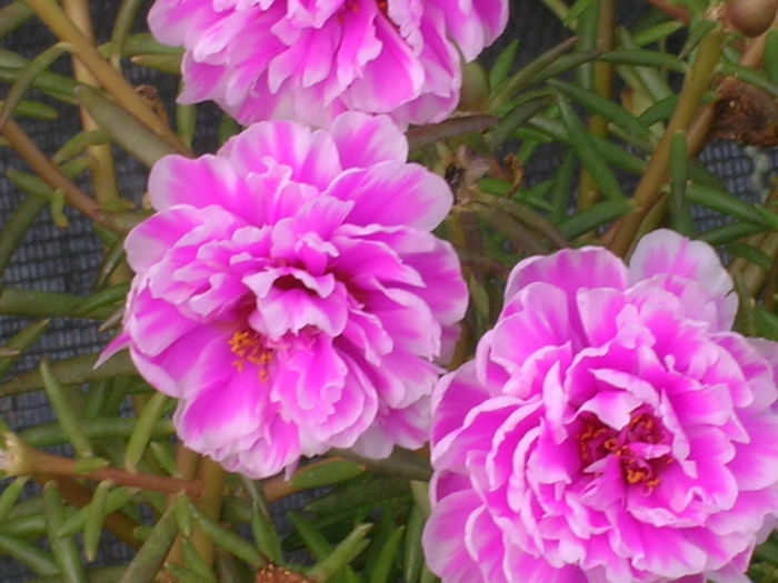 Portulaca-grandiflora-Moss-Rose3