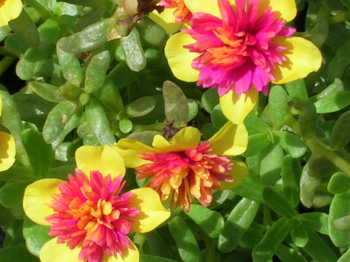 Portulaca-grandiflora-Moss-Rose5