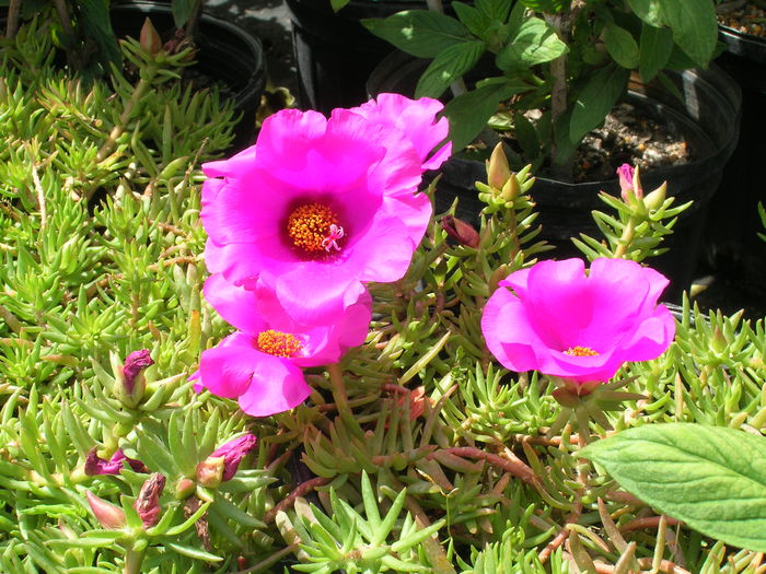 Portulaca-grandiflora-Moss-Rose13