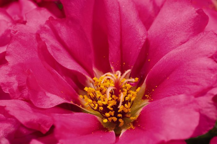 portulaca-grandiflora-stopwatch-fuchsia-u1320-1