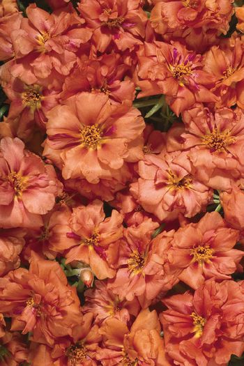 portulaca-grandiflora-stopwatch-orange-u1350-1