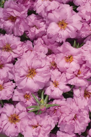 portulaca-grandiflora-stopwatch-rose-u1370-1