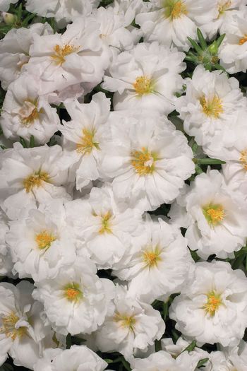 portulaca-grandiflora-stopwatch-white-u1400-1