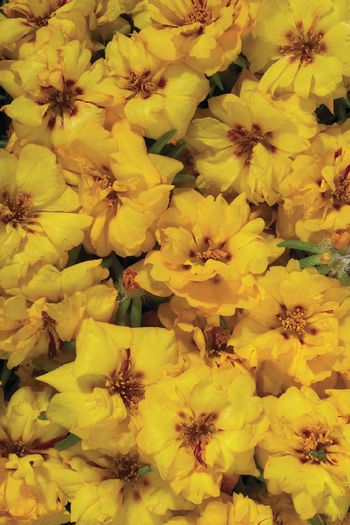 portulaca-grandiflora-stopwatch-yellow-u1420-1