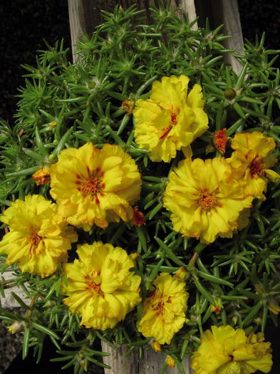 portulaca-grandiflora-stopwatch-yellow-u1420-2