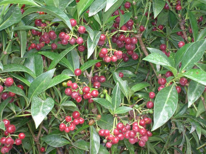Psychotria-ligustrifolia-Bahama-Wild-Coffee2-1024x768
