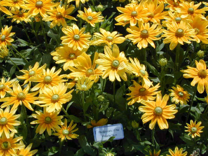 Rudbeckia_PrairieSun