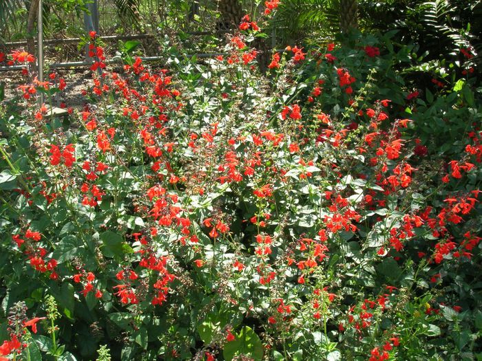 Salvia-coccinea-Scarlet-Sage5-1024x768