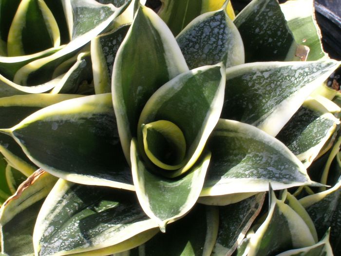 Sansevieria-trifasciata-Jade-Dwarf-Marginated-Dwarf-Sansevieria1-1024x768
