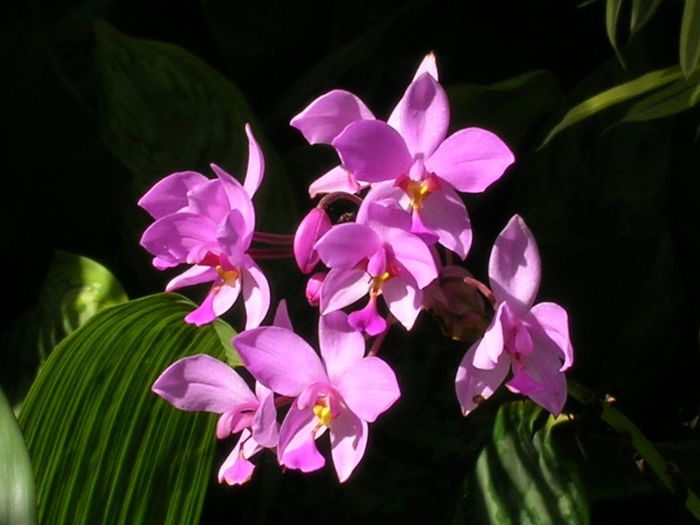 Spathoglottis-plicata-Ground-Orchid2-1024x768