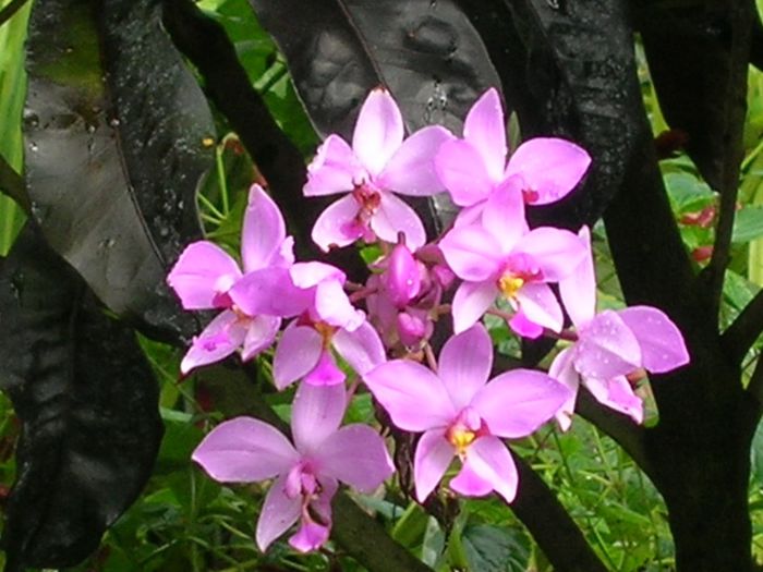 Spathoglottis-plicata-Ground-Orchid-1024x768