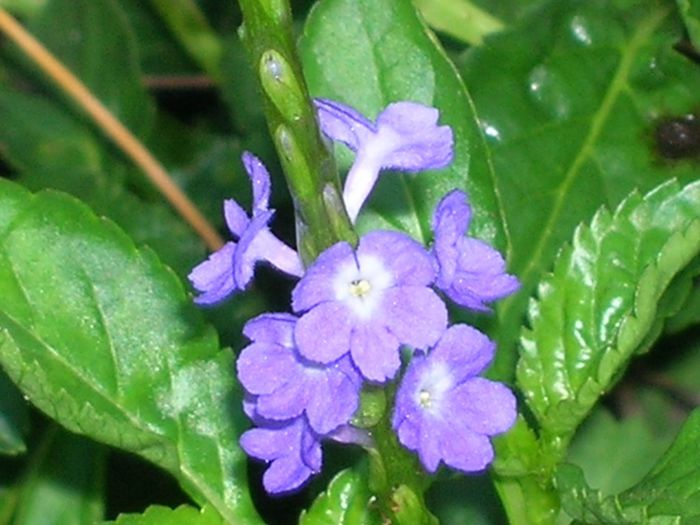 Stachytarpheta-jamaicensis-Native-Blue-Porterweed-1024x768