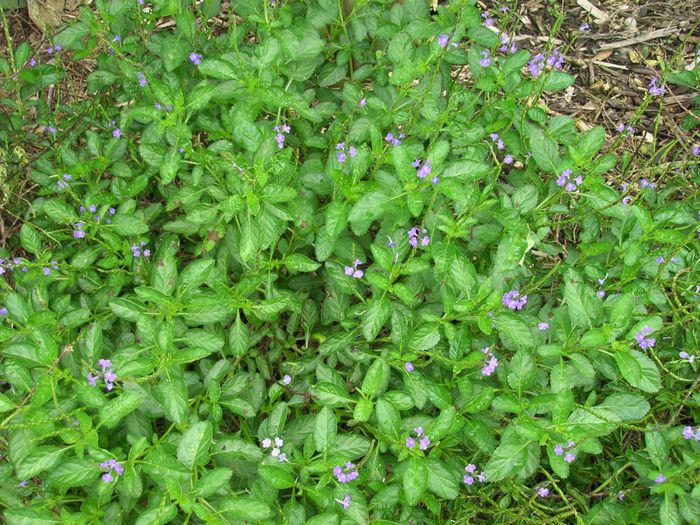 Stachytarpheta-jamaicensis-Porterweed-1024x768